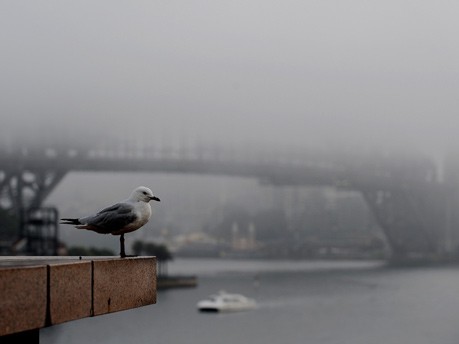 Dichter Nebel über der Harbour Bridge in Sydney
