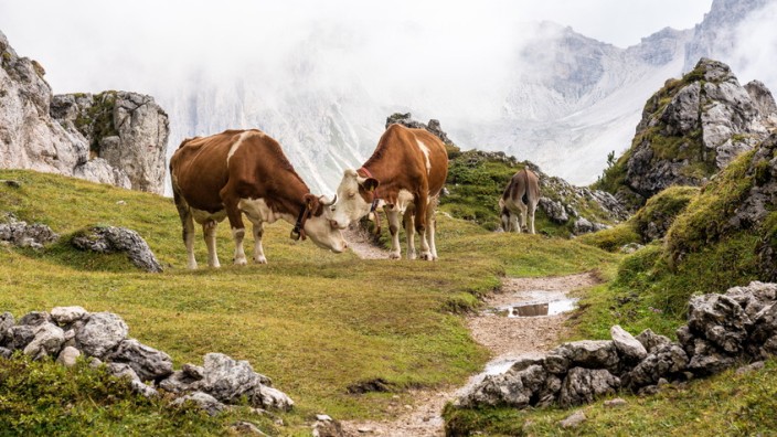 Kühe Berg Italien  Südtirol  Kühe auf dem Col Raiser Rundwanderweg