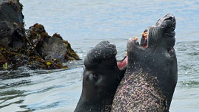 Serie: 200 Jahre Darwin (16): Hektisches Robben, heftige Kämpfe: Bei See-Elefanten ist die Fortpflanzung keine einfache Sache.