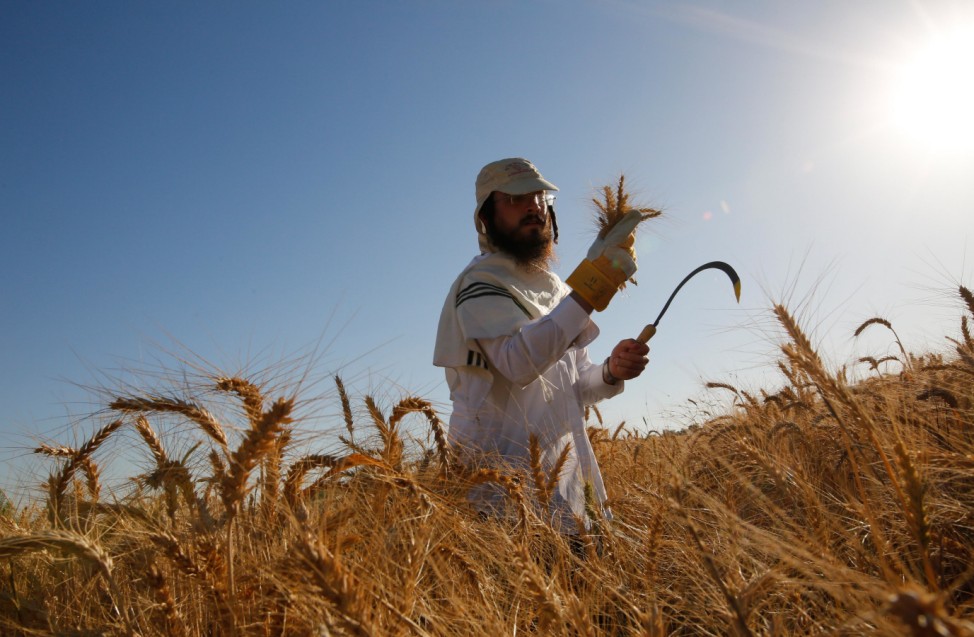 Ein ultra-orthodoxer Jude erntet Weizen