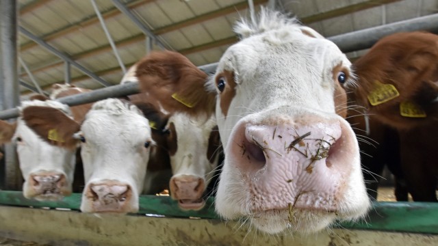 Tödliche Blauzungenkrankheit: Wenn die Milchkühe geimpft wären, hätten auch ihre Kälber einen Schutz gegen die Blauzungenkrankheit. Erst dann könnten sie auch außerhalb des für den Landkreis geltenden Restriktionsgebietes vermarktet werden.
