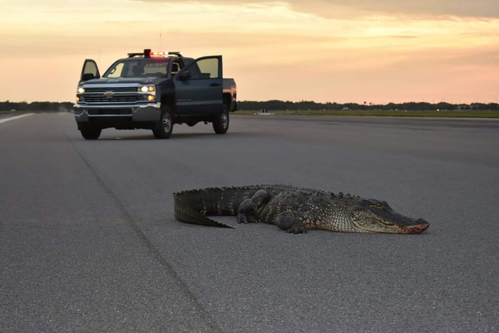 An alligator lies on a runway tarmac before being safely carried off the property of MacDill Air Force Base in Tampa