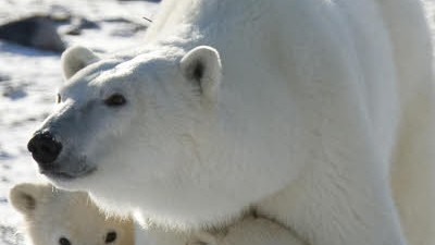 Gefahr Klimawandel: Nicht nur der Lebensraum der Eisbären schwindet, sondern auch für den Menschen stellt der Klimawandel eine ernsthafte Bedrohung dar.