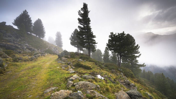 Bewachsener Weg auf alpiner Hochalm Juifenalm hinten Zirbelkiefern Pinus cembra Bergwald in Neb