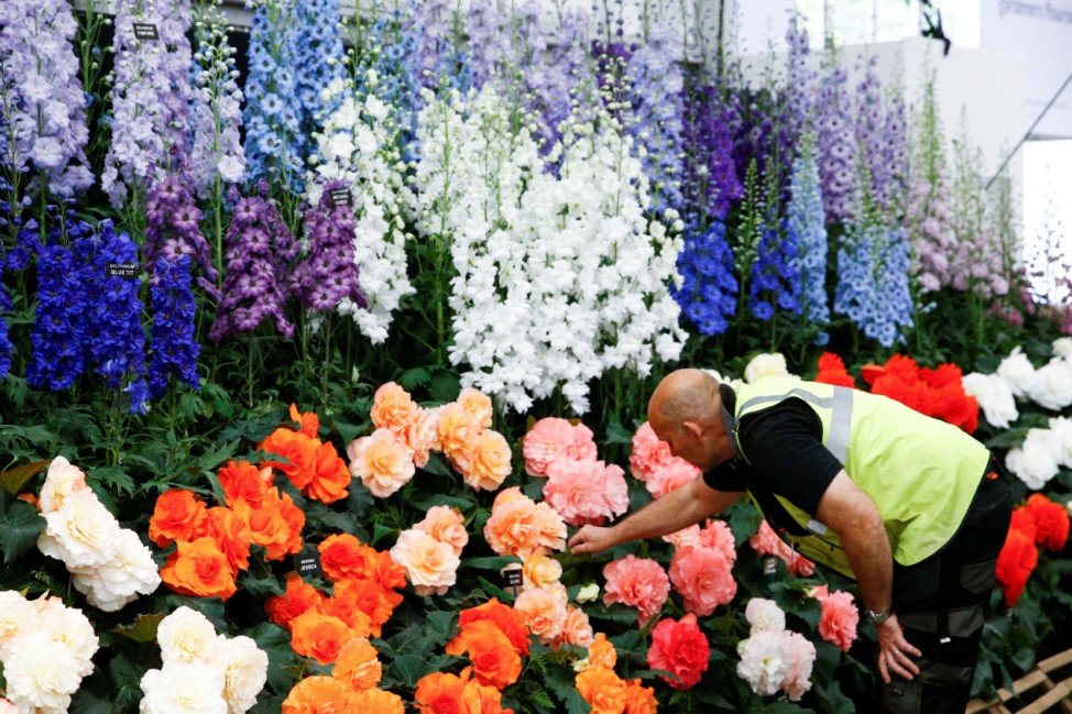 A worker arranges a floral display during the final day of preparations at the RHS Chelsea Flower Show in London