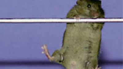 Gefahr im Bauchfett: Bewegung tut gut - Mäusen und Menschen