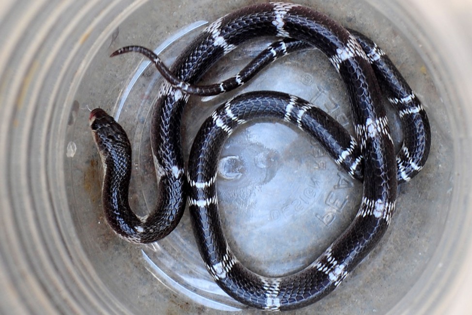 Common krait snake in Bangalore