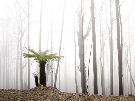 Wald in Australien