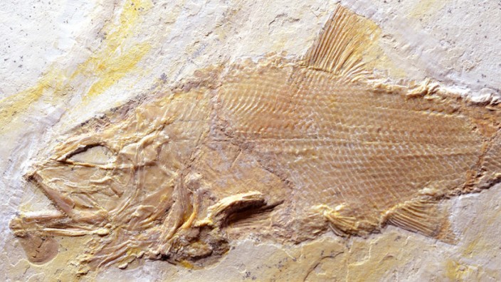Dicke Schuppen, große Zähne: Fossilien neuer Raubfische entdeckt
