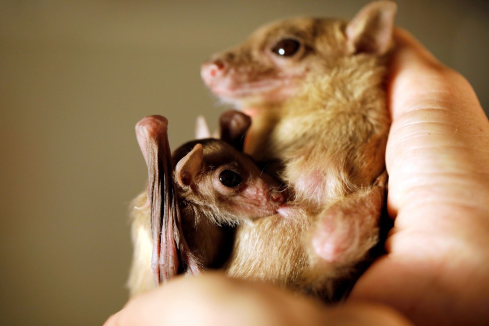 An Egyptian fruit-bat pup suckles from its mother during an interview with Reuters at a laboratory in the Steinhardt Museum of Natural History in Tel Aviv, Israel