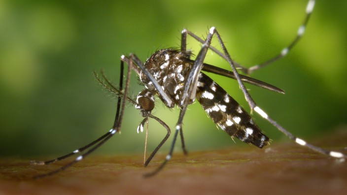 Asiatische Tigermücke: Eine weibliche Asiatische Tigermücke (Aedes albopictus).
