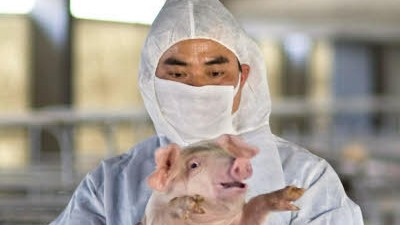 Nachrichten: Wer ist schuld an der weltweiten Massenhysterie - die Schweinegrippe oder die Berichterstattung?