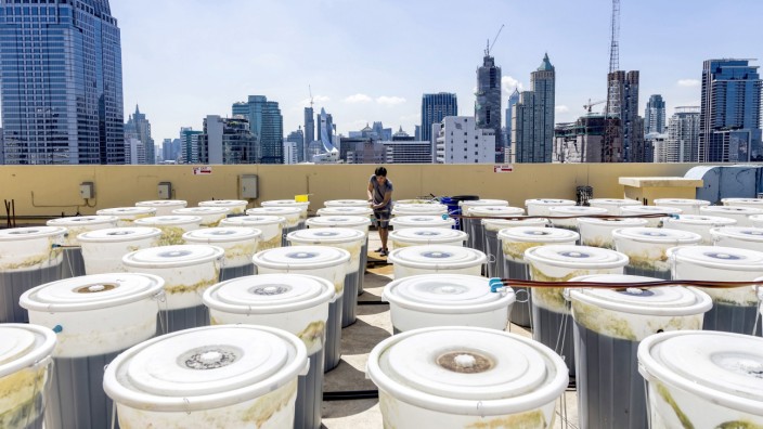 Rooftop Production of Spirulina in Bangkok