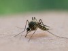 Bislang keine Anzeichen für Stechmückenplage