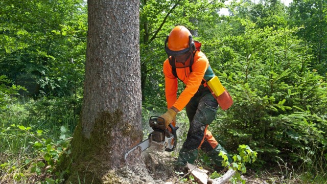 Ebersberger Forst: Wolfgang Sollinger, 53, bei der Waldarbeit im Ebersberger Forst. Der Frauenneuhartinger ist seit 28 Jahren Forstwirt - die Schutzkleidung hilft zumindest ein bisschen gegen Mücken.