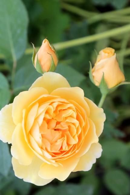 Freisinger Rosentag: In allen Formen und Farben ist die Rose beim Freisinger Rosentag zu bewundern.