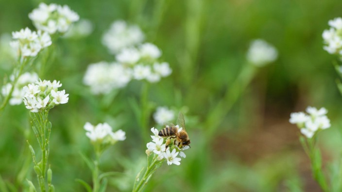 Pilotprojekt 'Mehr Bienen für Berlin'