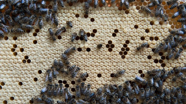 Ortsübliche Rasse soll erhalten werden: Emsige Betriebsamkeit im Bienenkasten: Ein Volk besteht in der Regel aus einer Königin, etwa 1500 Drohnen und 30.000 bis 60.000 Arbeitsbienen.