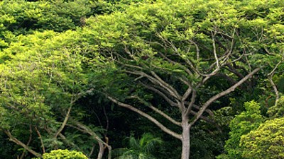 Regenwald-Abholzung: Ein Stück intakter Regenwald in Brasilien: Abholzen lohnt sich nicht, an vielen Stellen geschieht es trotzdem.