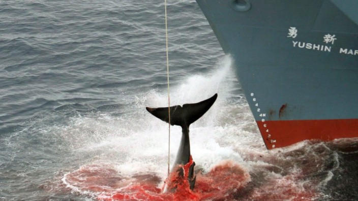 Streit um internationales Walfangverbot