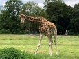 Giraffendame Gaya im Augsburger Zoo