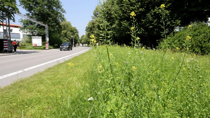 Artenschwund: Einen Blühstreifen hat die Stadt Freising entlang der Rotkreuzstraße anlegen lassen. Dort können sich Insekten tummeln.