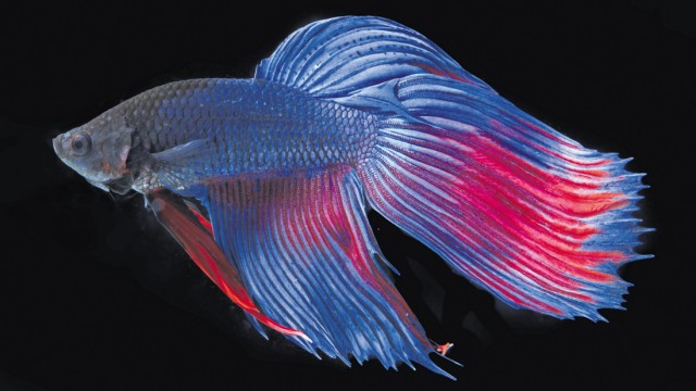 Chemie: Siamesische Kampffische werden wegen ihrer leuchtenden Farben gern im Aquarium gehalten. Die meisten Tiere bilden aber nicht wirklich blaue Pigmente, vielmehr reflektieren Nanostrukturen auf Schuppen und Federn das Licht auf besondere Weise.