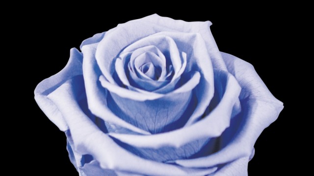 Chemie: Die blaue Blume gilt seit der Romantik als Symbol der Sehnsucht und des Unerreichbaren. Züchter und Gentechniker versuchen seit Jahrzehnten blaue Rosen zu entwickeln, bislang nur mit bescheidenem Erfolg.