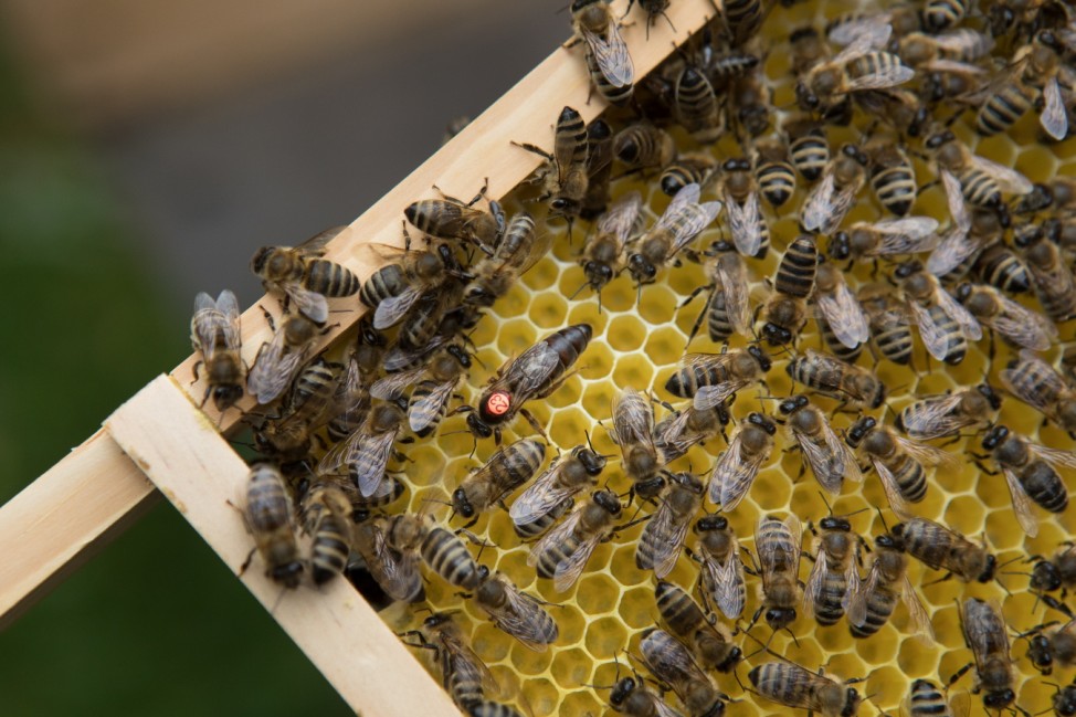 Bienenzucht, 2019
