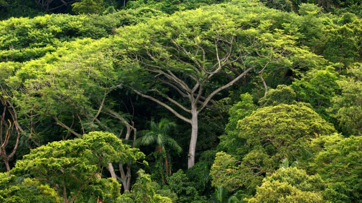 Umwelt: Bäume können das Klima retten.