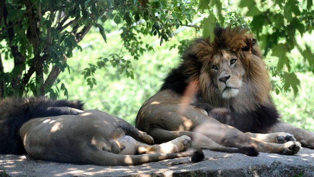 Homosexualität: Auch Löwen haben Sex mit Partnern des gleichen Geschlechts.
