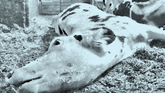 Verdacht auf Tierquälerei: Die Videos zeigen, wie Kühe im Stall auf dem Hof von Franz Endres über lange Zeit hinweg im Sterben liegen - und lebende Tiere rabiat von einem Ort zum nächsten gebracht werden.