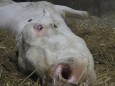 Eine tote Kuh in einem Milchviehbetrieb im Allgäu. Nun ermittelt die Staatsanwaltschaft Memmingen.