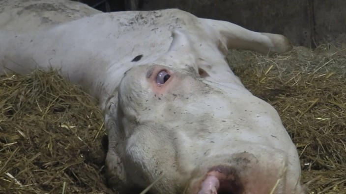 Eine tote Kuh in einem Milchviehbetrieb im Allgäu. Nun ermittelt die Staatsanwaltschaft Memmingen.
