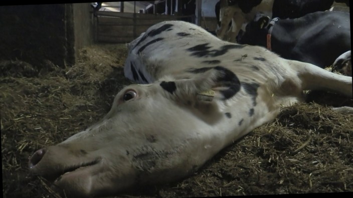 Tierquälerei am Endres-Hof: Die Aufnahme zeigt eine sterbende Kuh auf einem Bauernhof im Unterallgäu. Dem Betrieb werden schwere Verstöße gegen die Tierschutzvorschriften vorgeworfen.