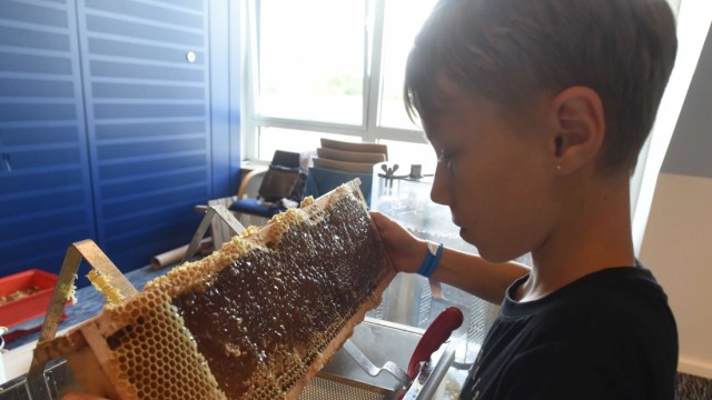 Bienenhonig in der Bank: Wie kommt man an den Honig? Das fragt sich der neunjährige Thomas - und nur kurze Zeit später weiß er schon, wie man Honig schleudert.