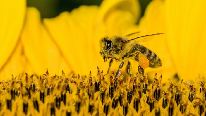 Volksbegehren: Volle Aufmerksamkeit: Die Biene ist vermutlich Bayerns meistdiskutiertes Tier in diesem Jahr.