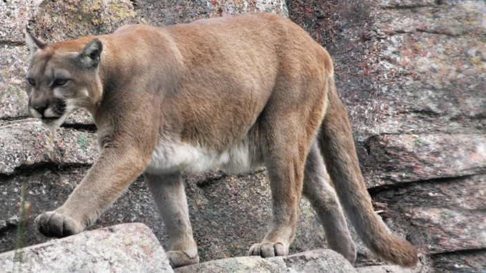 Raubkatzen: Berglöwen meiden Gebiete, in denen menschliche Stimmen zu hören sind