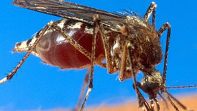 Klimawandel-Folgen: Gegen die bekannten Erreger wie Malaria mag man sich in Europa schützen können - doch die Gefahr lauert in bislang noch unentdeckten Viren.