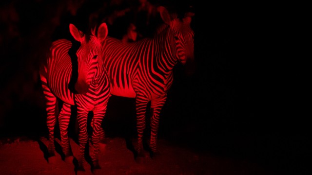 Tierpark Hellabrunn bei Nacht
