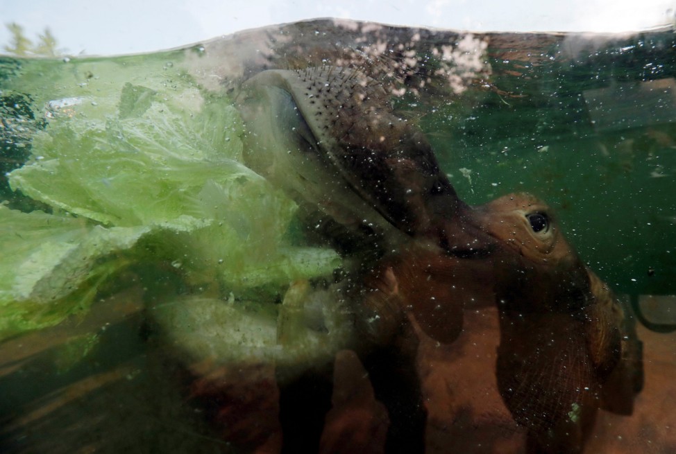A hippopotamus eats cabbage under water in its pool at the Prague Zoo