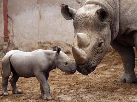 Rhinozeros-Baby