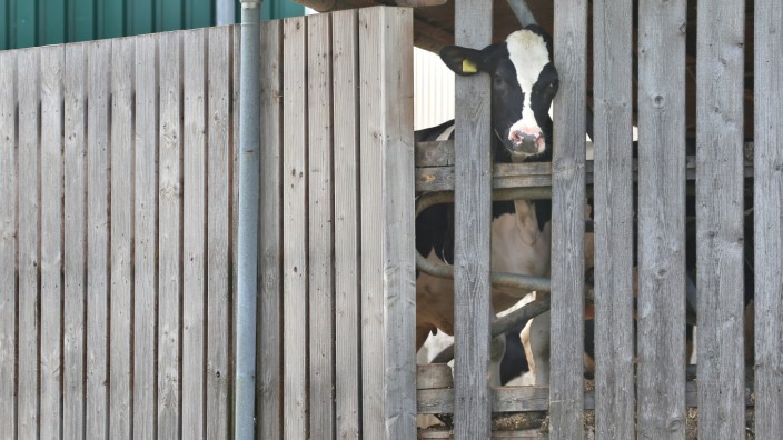 Hohe Kälbersterblichkeit in umstrittenem Milchviehbetrieb