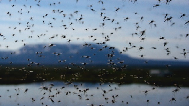 Reisebuch: Die am Mývatn in Island in Schwärmen vorkommenden Zuckmücken umschwirren einen nur – was lästig sein mag –, sie stechen aber nicht.