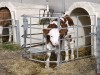 Neben der ersten Milch ist die Hygiene in den Kälber-Boxen entscheidend für den Gesundheitszustand der Jungtiere.