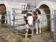 Neben der ersten Milch ist die Hygiene in den Kälber-Boxen entscheidend für den Gesundheitszustand der Jungtiere.