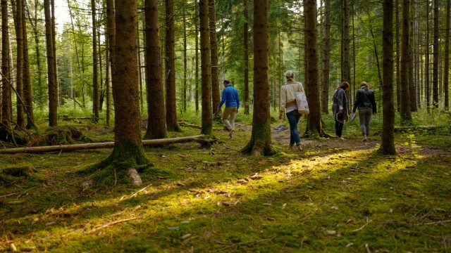 Hitze: Hier kann man noch ganz allein mit sich und der Natur sein: Spaziergänger im Perlacher Forst.