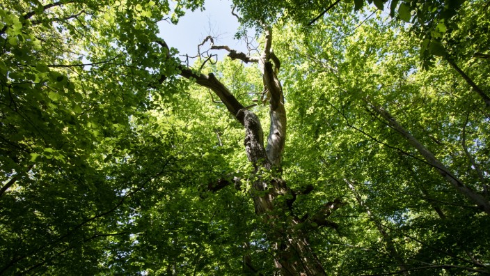 Planegg: Der Klosterwald bei Maria Eich ist seit 2015 besonders geschützt.