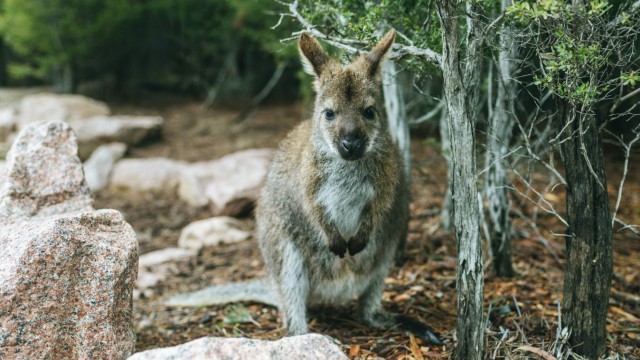 Australia Tasmania Wallaby in Freycinet National Park PUBLICATIONxINxGERxSUIxAUTxHUNxONLY KIJF0219