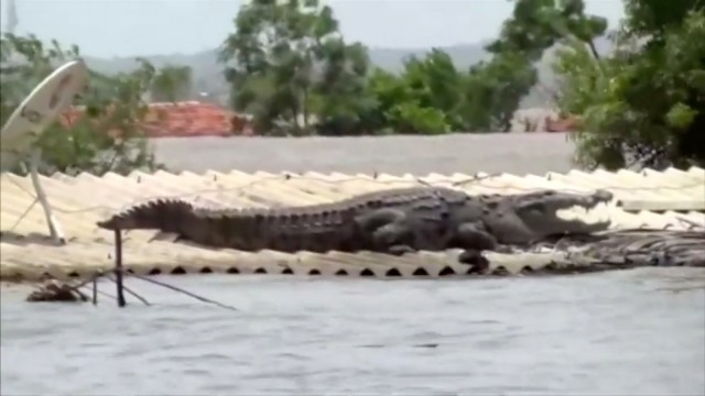 A crocodile lies on the roof of a submerged house during a flood in Belgaum, Karnataka